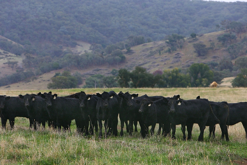 11-11-20 beef herd.jpg 11-11-20 beef herd.jpg