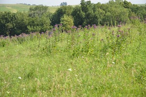 Boost pasture forage production with good weed control