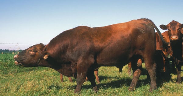 Crossbred Bull