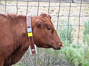 collared cow