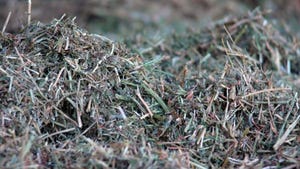 Forage Sampling Cattle Feed Is Particularly Important This Year