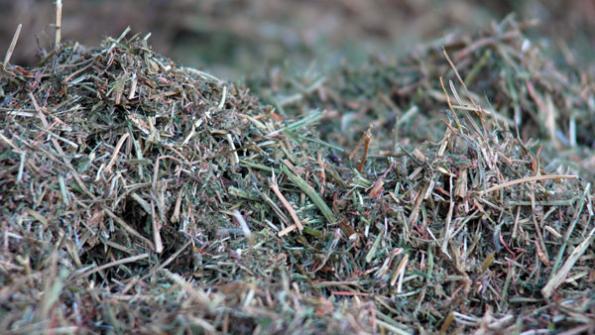 Forage Sampling Cattle Feed Is Particularly Important This Year
