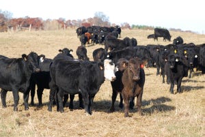 Tips For Setting Up A Cow Lease