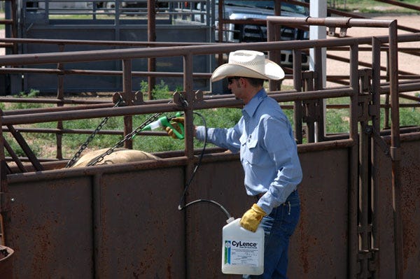6 Trending Headlines: What happens when you change calving season? PLUS: Dealing with parasites 6 Trending Headlines: What happens when you change calving season? PLUS: Dealing with parasites