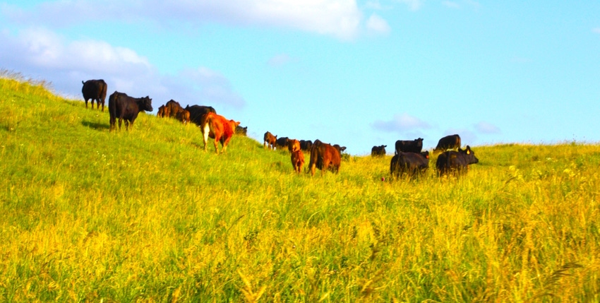 Pasture management a positive story for beef producers to tell