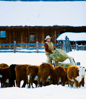 12.01 cattle in winterA.jpg