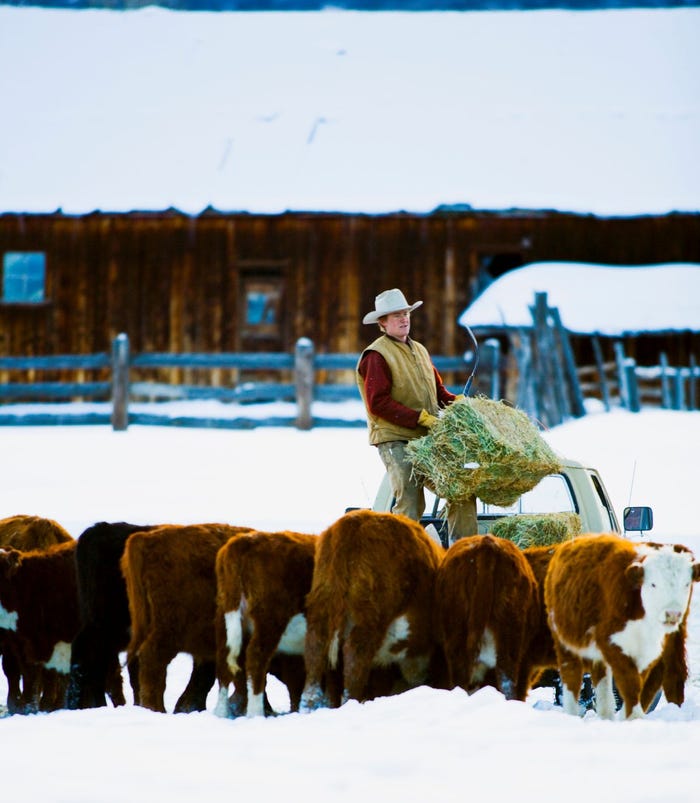 12.01 cattle in winterA.jpg