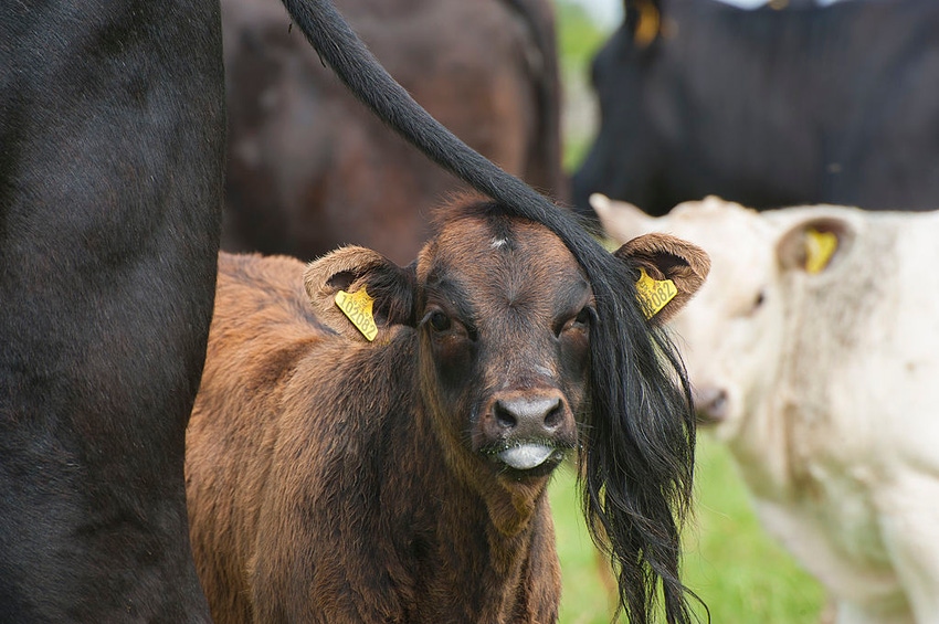 10.05 cows in pasture 3_0.jpg 10.05 cows in pasture 3_0.jpg
