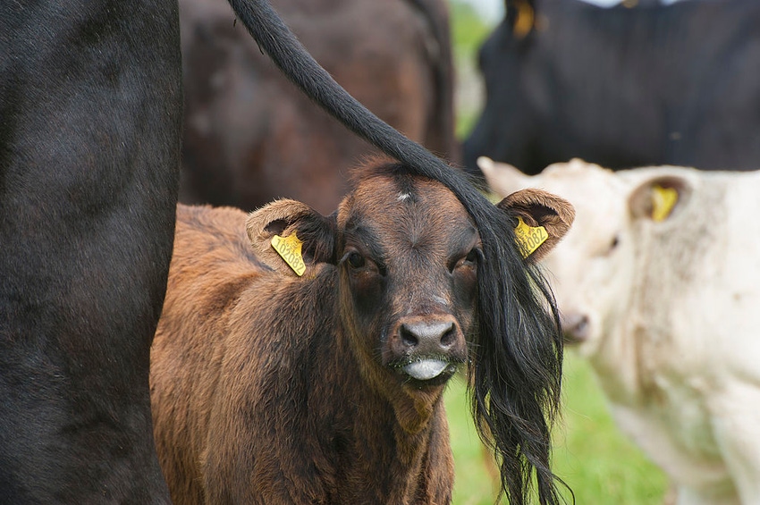 10.05 cows in pasture 3_0.jpg