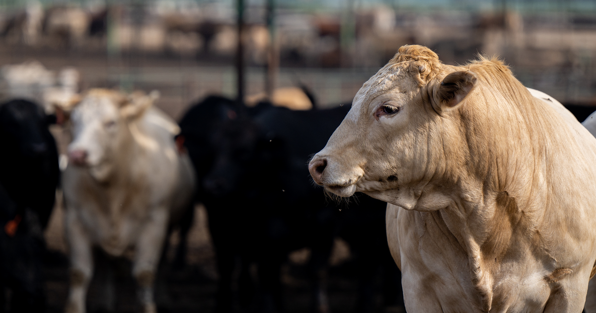 What you need to know about the flesh-eating screwworm in the U.S.