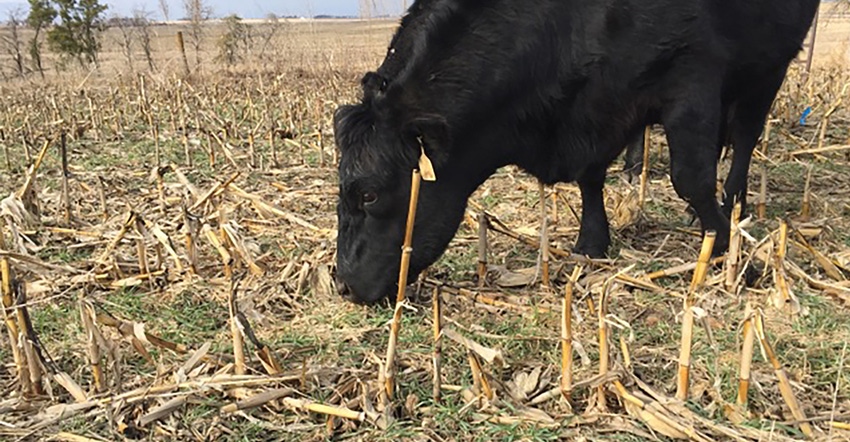 Grazing cover crops or crop residue? Check herbicide labels first