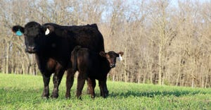 When is the best calving season for you? Consider these factors.