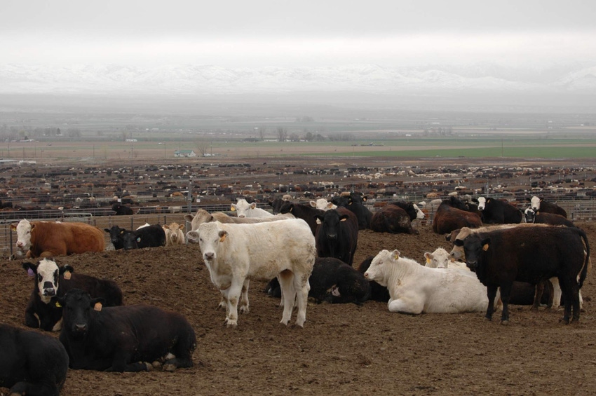 Prices spike higher for fed cattle