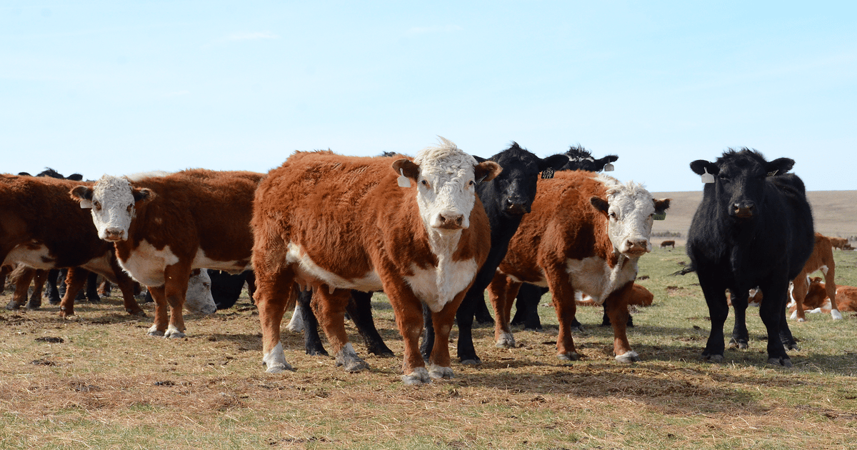 The development of Oklahoma’s beef cow herd