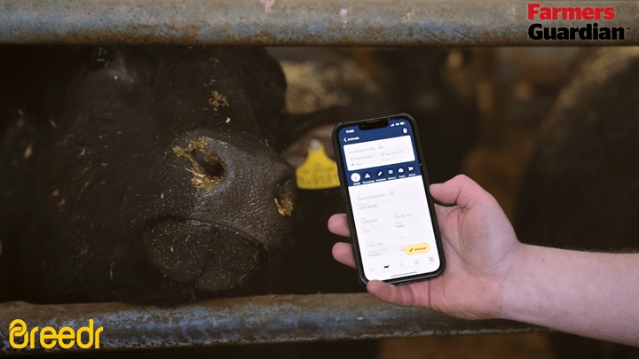 Breedr raises $27M to digitize beef supply chain