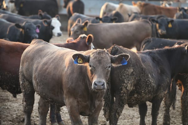 Stack Module Drawing Russian cattle crisis