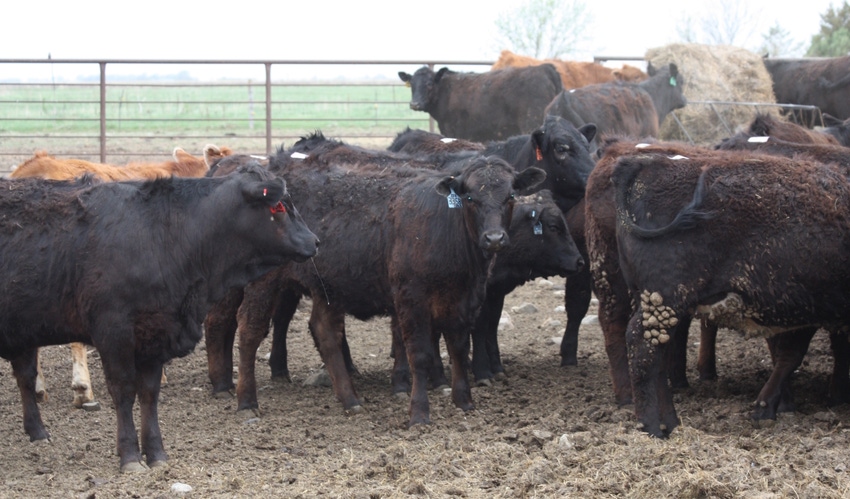 8 strategies for selecting replacement heifers