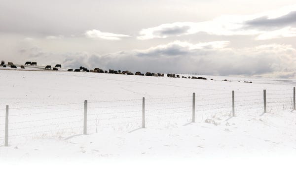 6 Trending Headlines: Blizzard report from cattle feeding country, PLUS: Anti-antibiotic activists off the mark 6 Trending Headlines: Blizzard report from cattle feeding country, PLUS: Anti-antibiotic activists off the mark