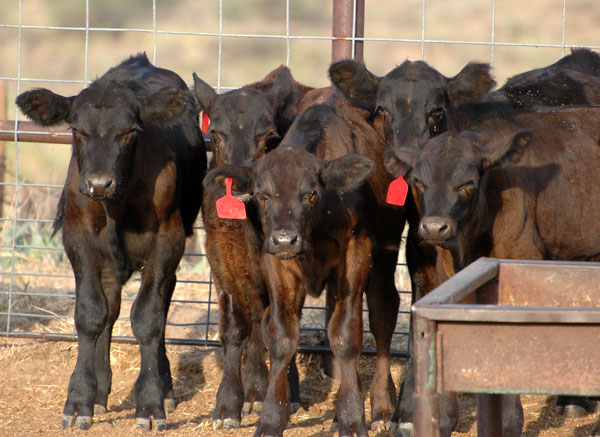 Where BVD persistent infection is concerned, it only takes one Where BVD persistent infection is concerned, it only takes one