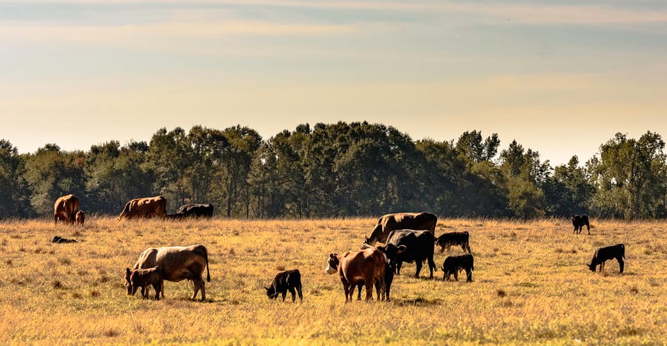 An update on beef cattle herd rebuilding