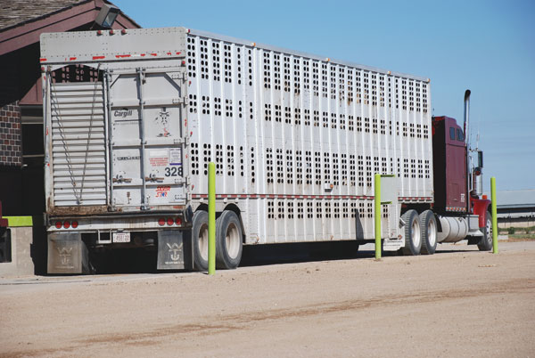 Marketing beef cattle during recession