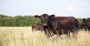 2-06-23 cattle GettyImages-182835937_2.jpg