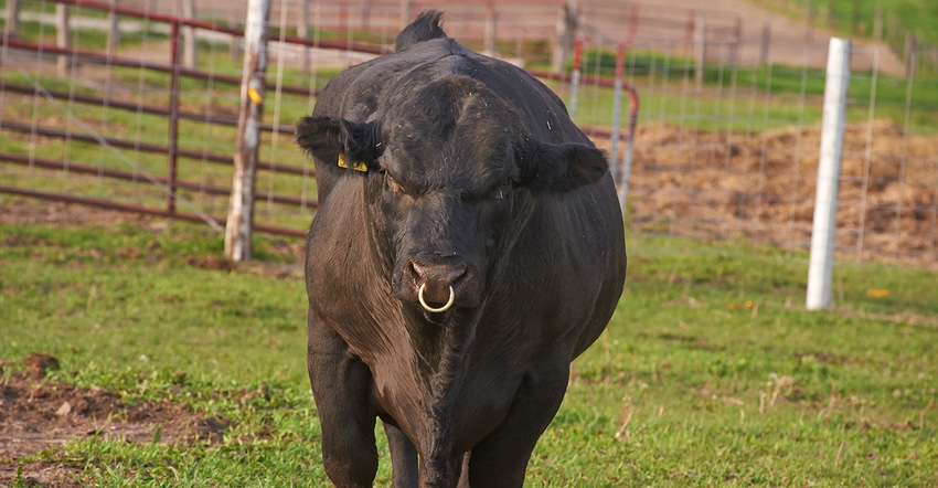 Trich remains costly disease for beef producers