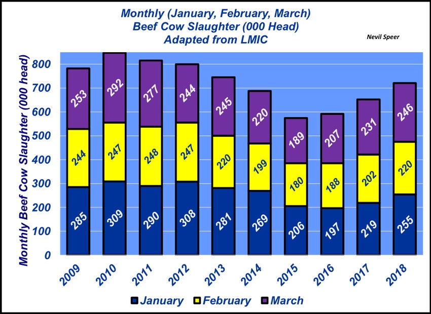 Implications of first quarter beef cow slaughter