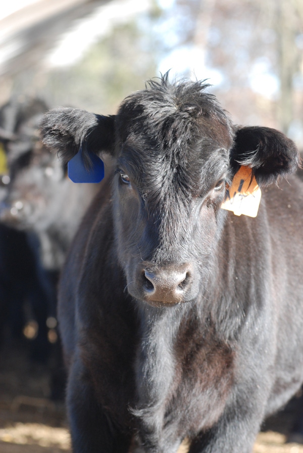 Reproductive Tract Scoring Can Improve Yearling Heifer Performance