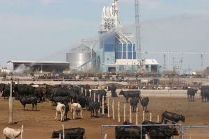 Feedlot Placements Move Sharply Lower