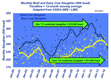 monthly beef and dairy cow slaughter