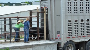 Ag students at Nebraska College of Technical Agriculture in Curtis, Neb. help load cow calf pairs into trailer.