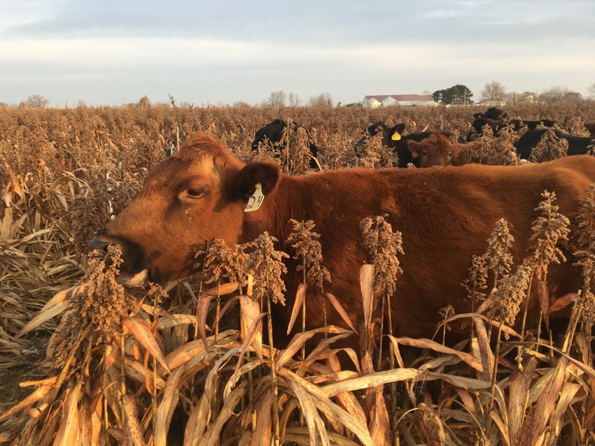 Cow Grazing Milo Picture - Rusty Lee.jpg Cow Grazing Milo Picture - Rusty Lee.jpg
