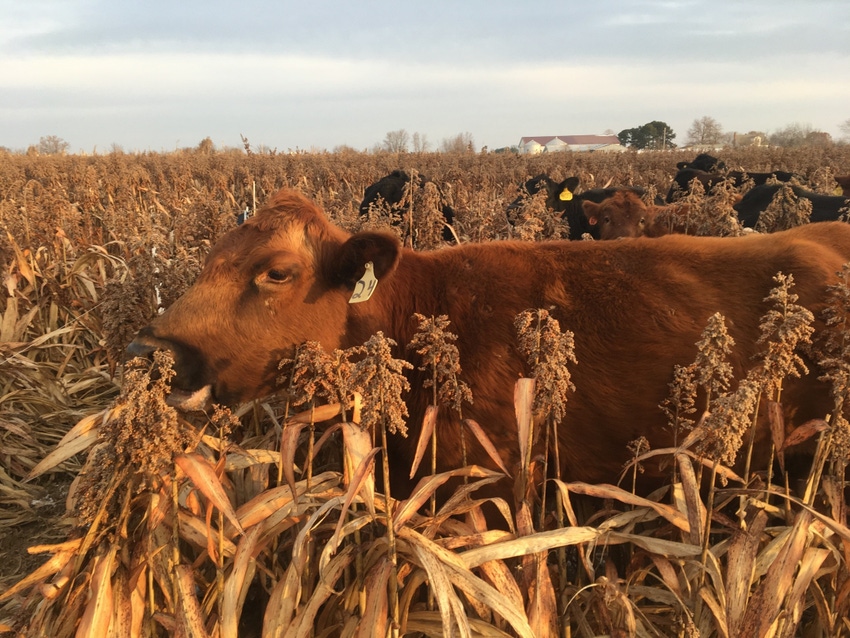 Cow Grazing Milo Picture - Rusty Lee.jpg