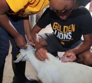 Vaccinating Goat v1.jpg