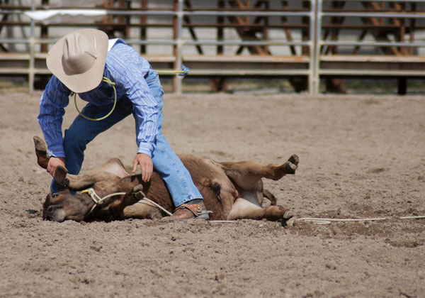 What are the animal welfare issues with calf roping in rodeos? – RSPCA  Knowledgebase