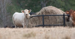 beef cattle eating from a round bale of hay in a metal feeder