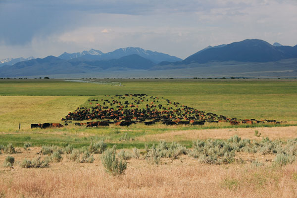 Ranchers Sing The Praises Of Mob Grazing of Cattle