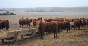 Bulls at feeder in field