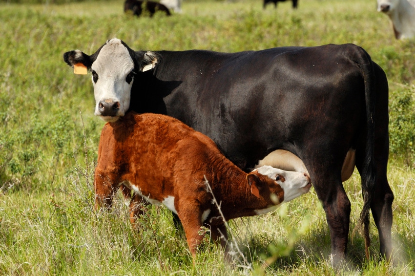 USDA Estimates 16% More Beef Cows in 10 Years