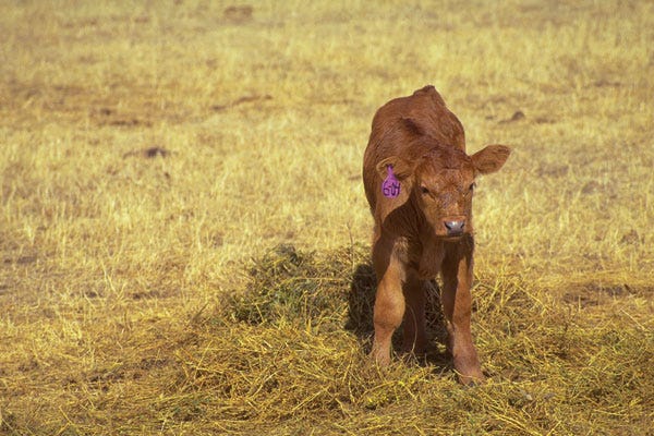 2_20_20Calving_20Tips_20For_20Diagnosing_20And_20Treating_20Coccidiosis_20In_20Calves.jpg