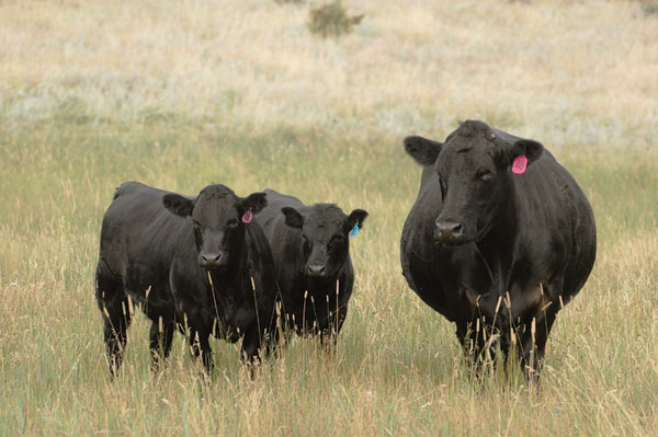 Black cow with twins