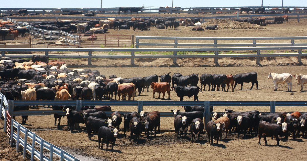 Decline in beef production is just getting started