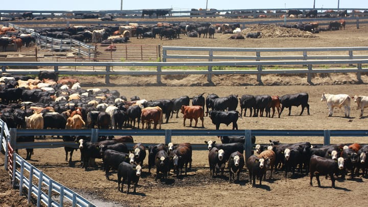 Cattle futures climb amid corn ease