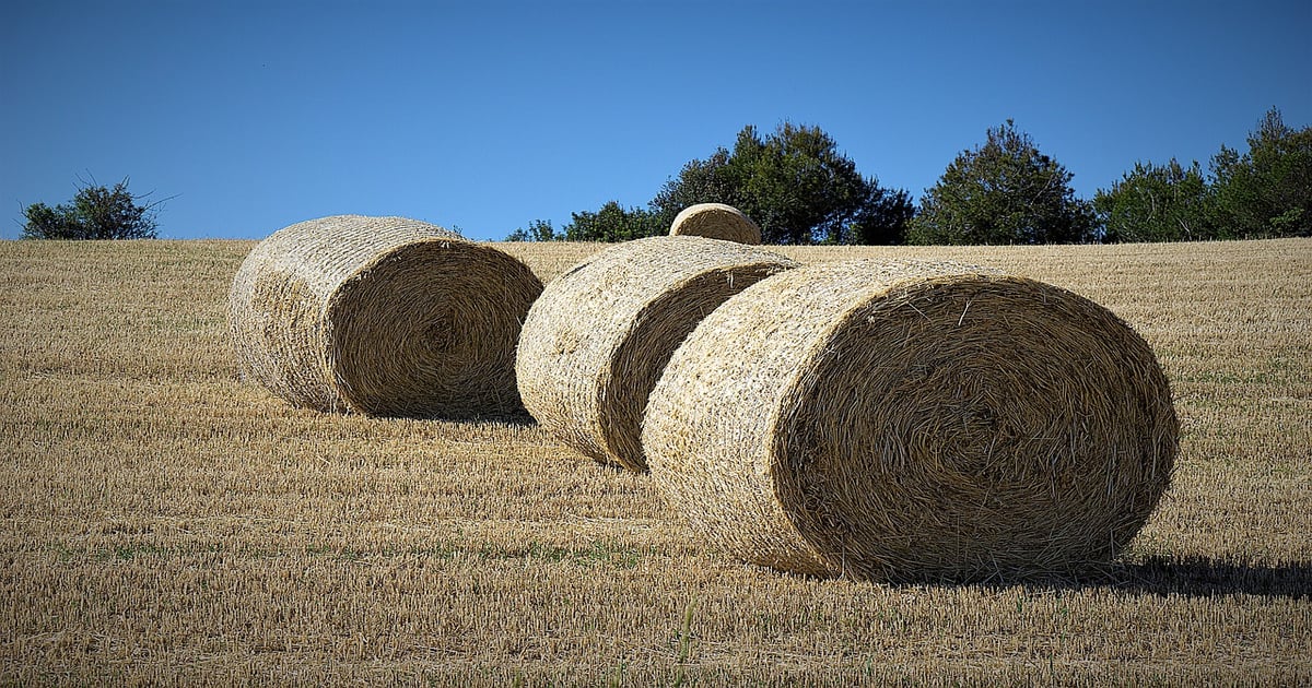 U.S. hay production expected to increase again in 2024