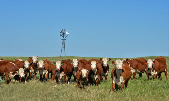 89 | Van Newkirk Herefords