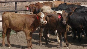 Calf-Feeder Prices Take A Breather