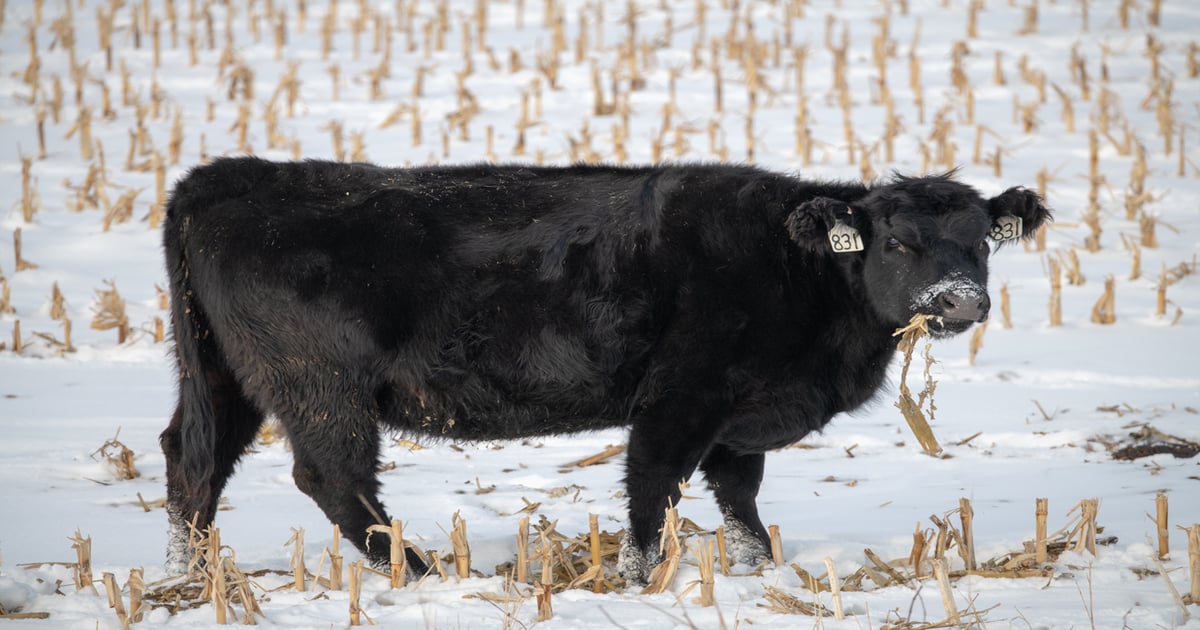 Understanding cattle health concerns on cornstalks