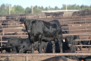Wholesale Prices Lift Cattle Futures