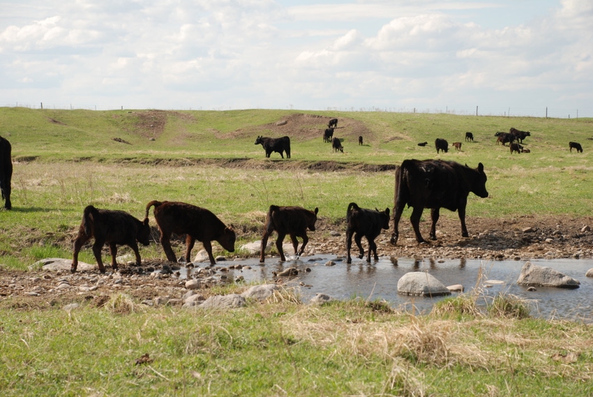 Implanting Calves Pre-Weaning Equals Easy Pounds & Easy Money